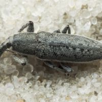 Lixus (Compsolixus) albomarginatus