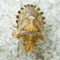 Dyroderes umbraculatus