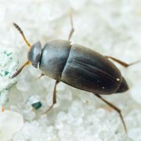 Ptomaphagus