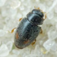 Scymniscus horioni