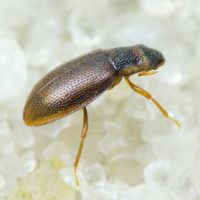 Hydraena (Hydraena) palustris