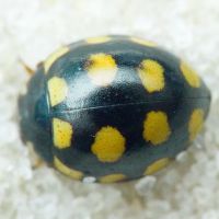 Coccinula quatuordecimpustulata