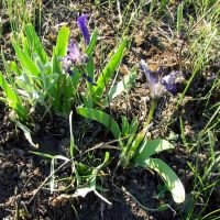 Iris pumila