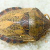 Eurygaster
