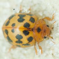 Subcoccinella vigintiquatuorpunctata