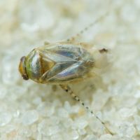Campylomma verbasci