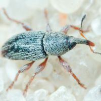 Tychius