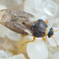 Piesmatidae