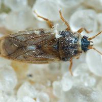 Piesmatidae