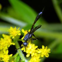 Gasteruption assectator