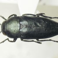 Sphenoptera eugenii