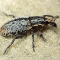 Pseudocleonus cinereus