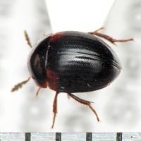 Anisotoma humeralis