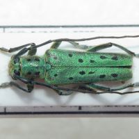 Saperda punctata