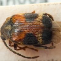 Callosobruchus maculatus