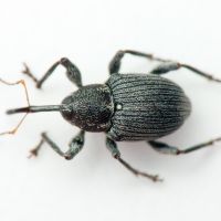 Archarius (Archarius) salicivorus