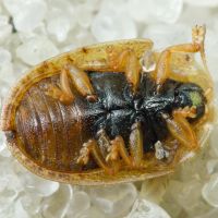 Hypocassida cornea