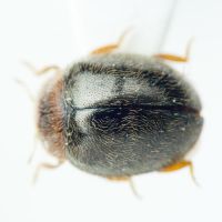 Rhyzobius lophanthae