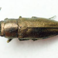 Sphenoptera