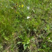Plantago lanceolata
