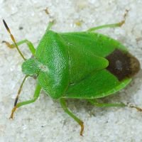 Palomena viridissima