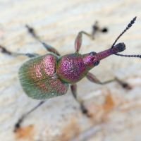 Rhynchites (Epirhynchites) auratus