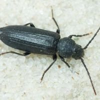 Asemum striatum