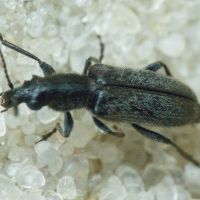 Nemonyx lepturoides