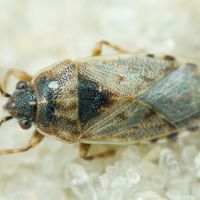 Platyplax salviae