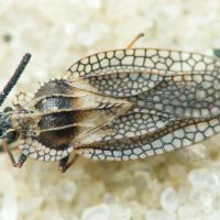 Dictyonota strichnocera