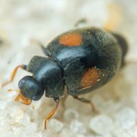Scymnus