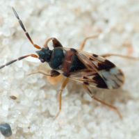 Scolopostethus