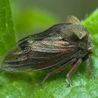 Centrotus cornutus