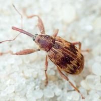 Anthonomus (Furcipus) rectirostris