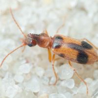 Notoxus monoceros