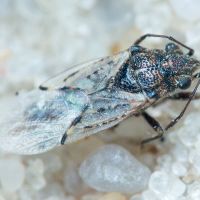 Nysius thymi