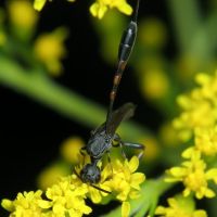 Gasteruption assectator