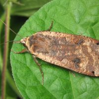 Noctua pronuba