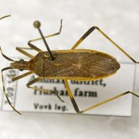 Dicranocephalus marginatus