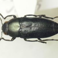 Sphenoptera eugenii