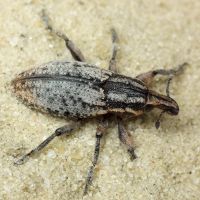 Pseudocleonus cinereus