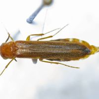 Hylecoetus dermestoides
