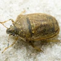 Podops (Opocrates) rectidens