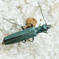 Oedemera (Oedemera) robusta