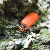 Lygistopterus sanguineus