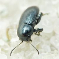Chaetocnema compressa