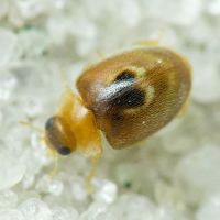 Clitostethus arcuatus