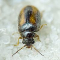 Cyphon padi