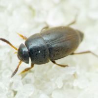Ptomaphagus sericatus