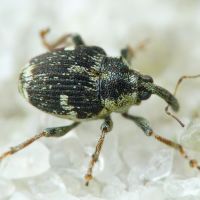 Nedyus quadrimaculatus